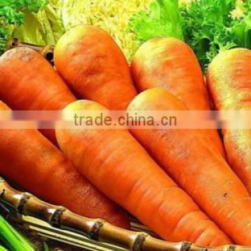 2017 hot sale high quality fresh carrot