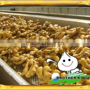 big natural ginger from jining brother