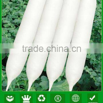 JR13 Baigen high quality turnip seeds, hybrid radish seeds