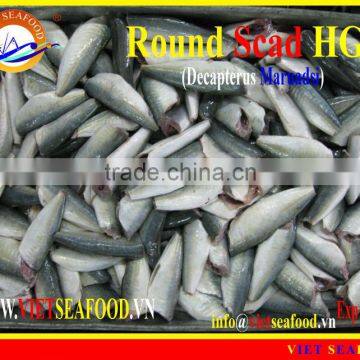 HGT FROZEN ROUND SCAD