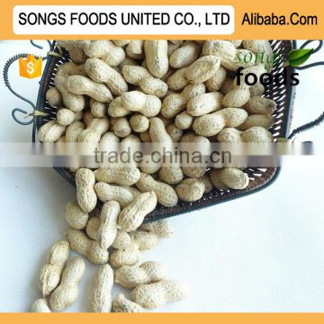 Export Company Bet Quality Peanut Original China