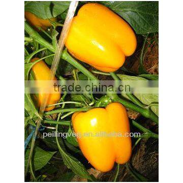 fresh vegetable sweet pepper in China 2013 new crop