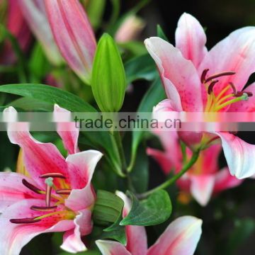 Decoration flower fresh lily flower fresh cut lilies best price