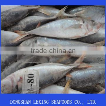 whole round red tail horse mackerel