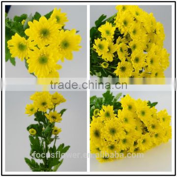 Yellow Chamomile Flowers Chrysanthemum Cut Fresh Flowers Wholesale