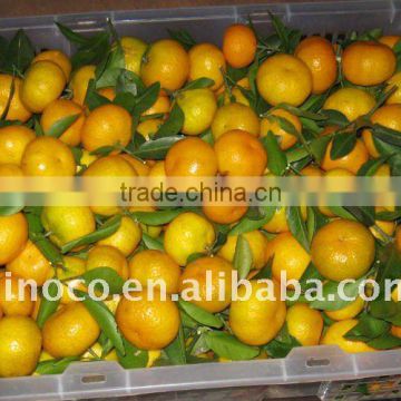 New Crop Mandarin Orange Fruit