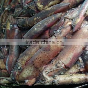 todarodes pacificus export fresh fish trading companies