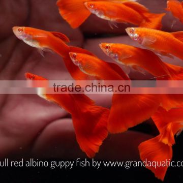 Full red albino guppy for Freshwater Aquarium fish export company from Thailand
