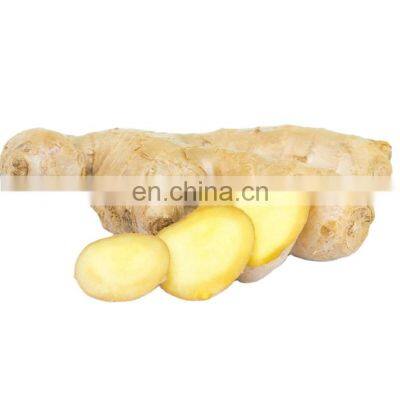 Zingiber officinale Rosc. iqf frozen ginger slice different type cube dice slice of Chinese factory