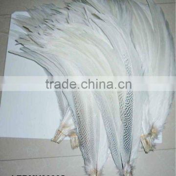 Silver pheasant tail feathers LZBMY00005