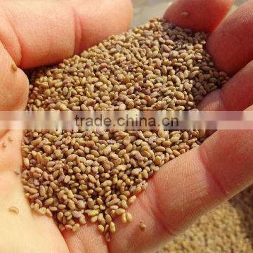 Alfalfa Grass Seeds For Sale