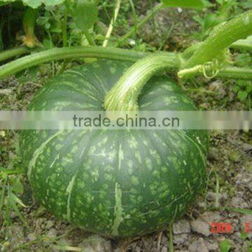 MPU10 Limei round shape hybrid dark green pumpkin seeds, chinese sweet pumpkin seeds
