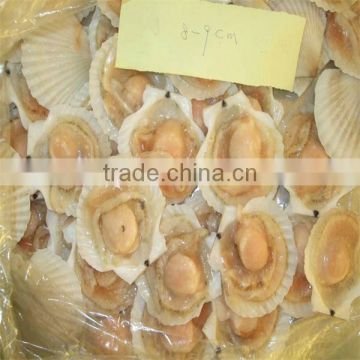 seafood frozen scallop price(half shell)