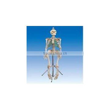 Male skeleton model