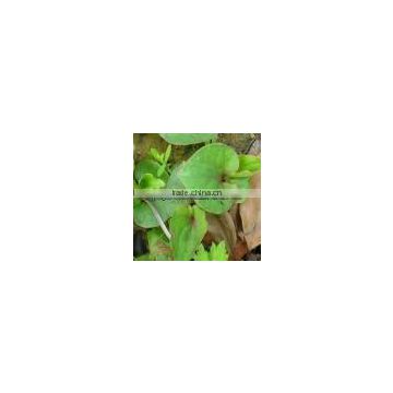 Herba Houttuyniae Extract Powder 10:1 Soluble in water