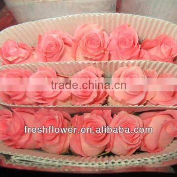 Fresh cut flowers of beautiful rose flower