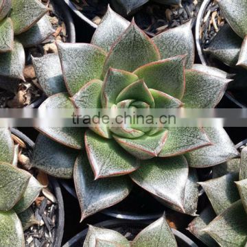 echeveria hybrid purpusorum decorativ succulent plants, tropical plants