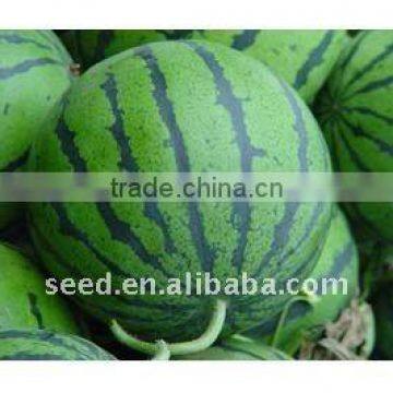 Super Star 2 high yield good resistance hybrid watermelon seeds