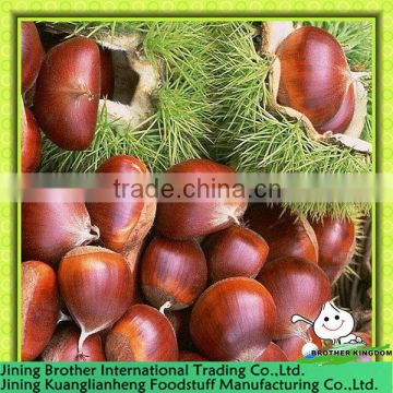 Chinese chestnut wholesale