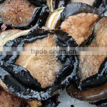 fresh live abalone shells live seafood