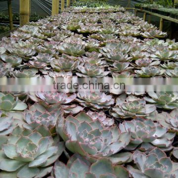 Echeveria shaviana Pinky decorative plants echeveria, succulent plants, tropical plants