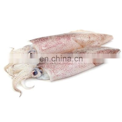 frozen chinese loligo squid Loligo Chinesis good price
