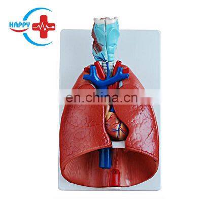 HC-S262 Medical Science Human Organ Teaching Model/Human Larynx,Heart,Lung Model