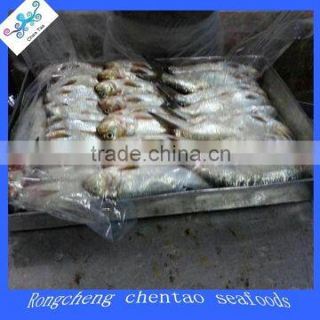 Sardine fish annual supply