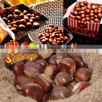 New Crop Fresh Chestnuts---TAIAN Chestnuts origin from Shandong