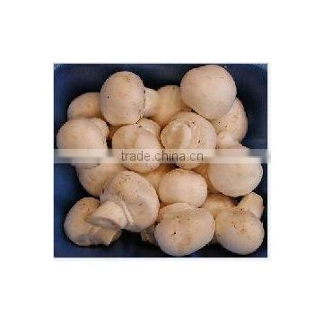 White Button Mushroom Extract Powder-Jory
