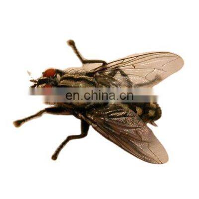 Most powerful attract flies housefly attract insect pheromone in China