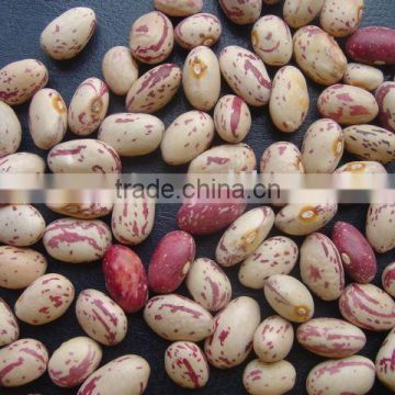 speckled kidney bean American round