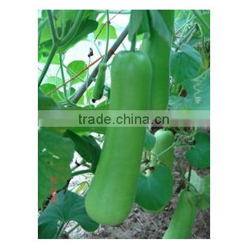 Chinese short melon seeds with good resistance