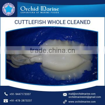 Frozen Cuttlefish Whole Cleaned by a Leading Supplier/Exporter