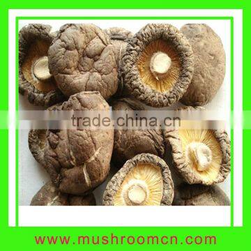 Export dried mushrooms in high quality
