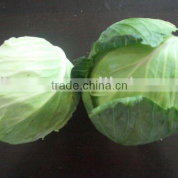 2011 green chinese cabbage(1kg)