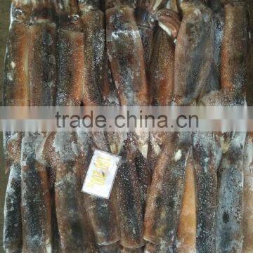 Fresh illex argentinus squid for sale market