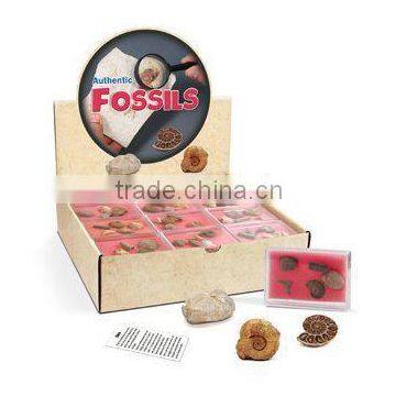 Authentic Fossil Easy Collection Kit