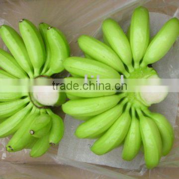Emperor banana (Musa paradisiaca AA)