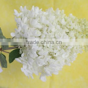 Fragrant aroma top sell fresh white hydrangea