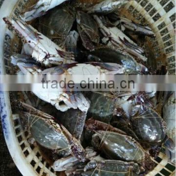 Frozen Whole Blue Swimming Crab