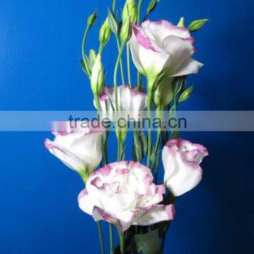 Fashion antique fresh cut flower eustoma flower eustoma