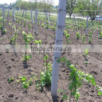 (factory) 0.08" mm galvanized steel wire for vineyard trills