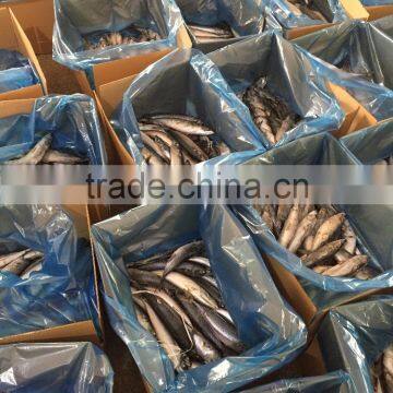 Different Models of frozen pacific mackerel w r Customized