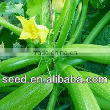 Lvtia chinese light green good commercial squash seeds