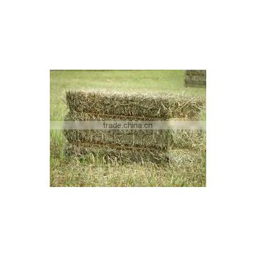 Rhode grass hay, hay for animal, dry hay bale, grass hay bale, Rhode hay bale