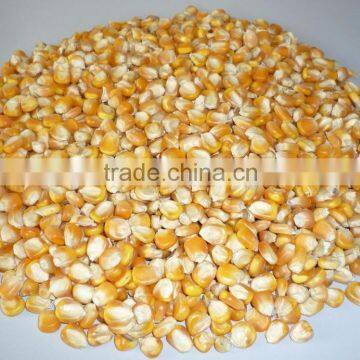 Yellow Corn