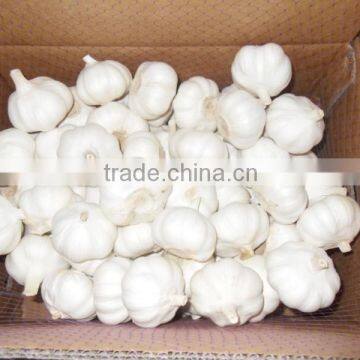 2016 jinxiang natural garlic