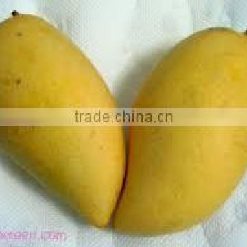 Organic Fresh Mango From Thailand