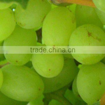2012 new crop seeds fresh green globe grape in china and grape exporter